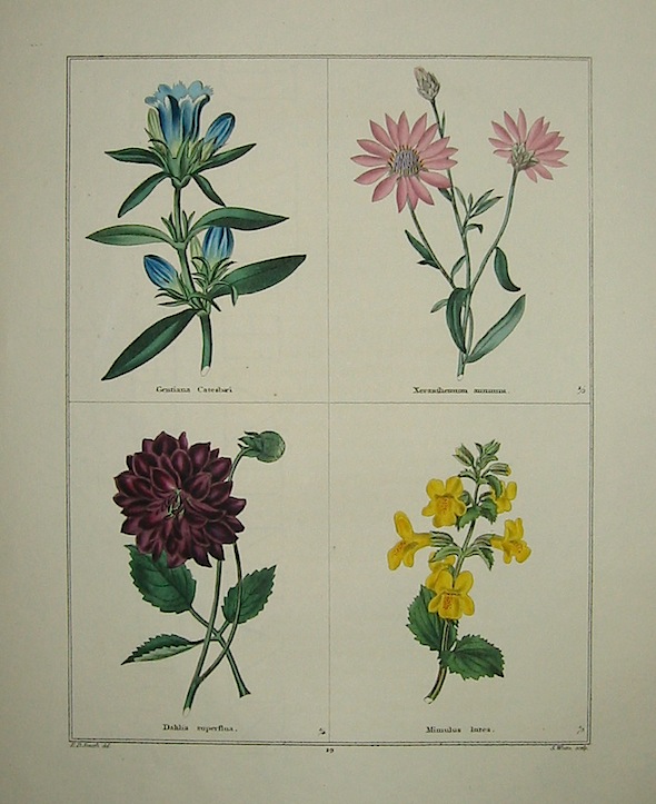 Maund Benjamin Gentiana Catesbaei. Xeranthemum annuum. Dahlia superflua. Mimulus Intea. 1827 Londra